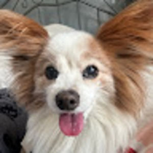 Meet your Posher, Aylin